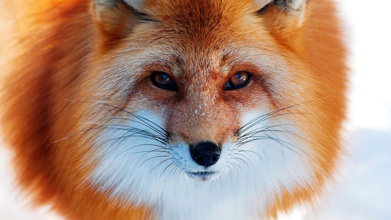 Sfondi Fox Close Up 1280x720