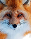 Fox Close Up wallpaper 128x160