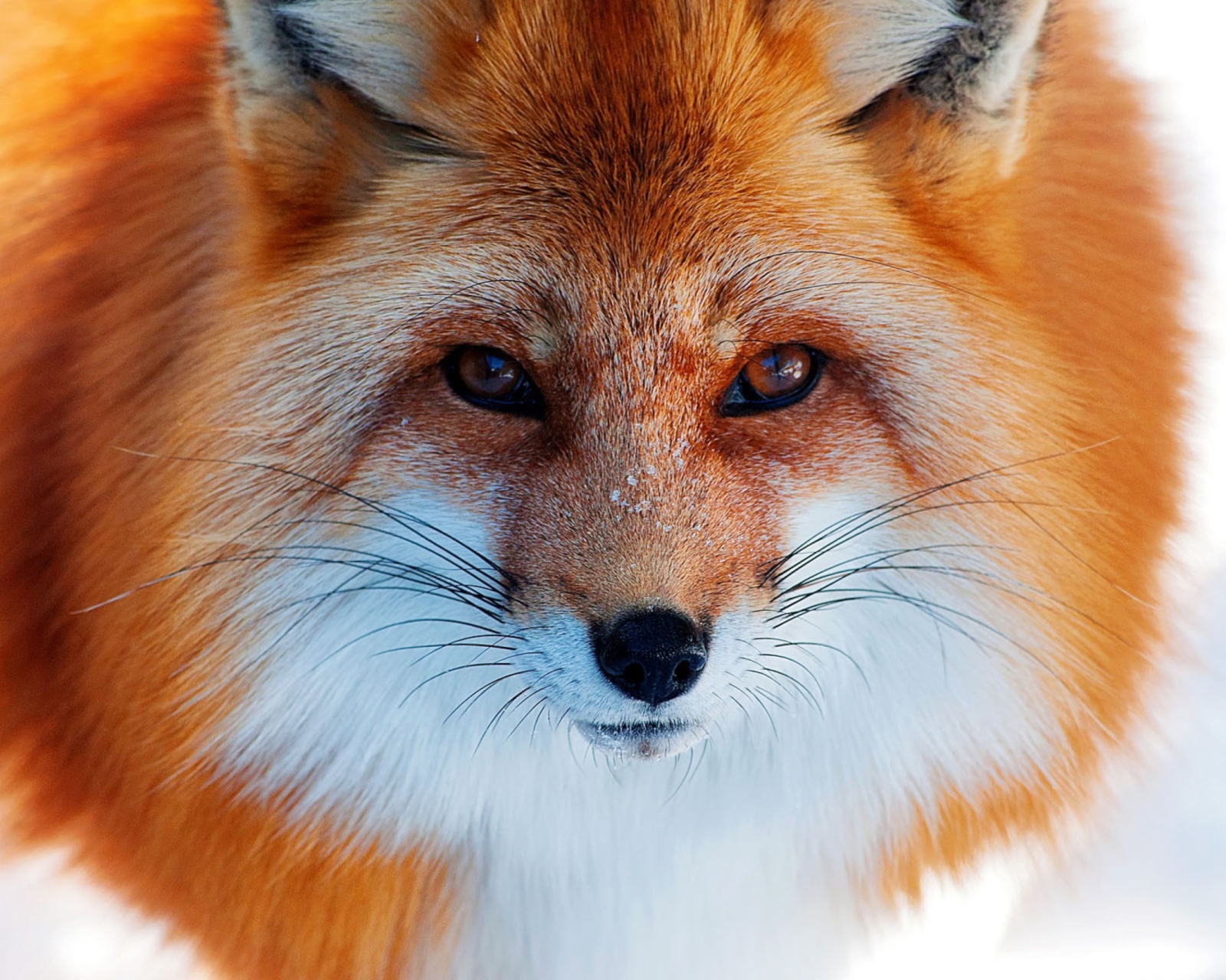 Screenshot №1 pro téma Fox Close Up 1600x1280