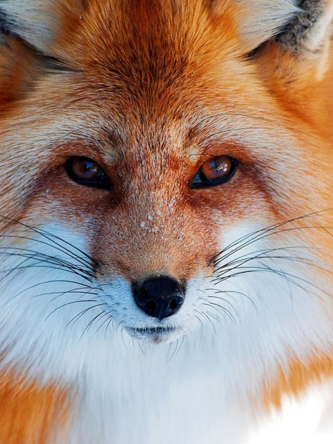 Fox Close Up wallpaper 480x640