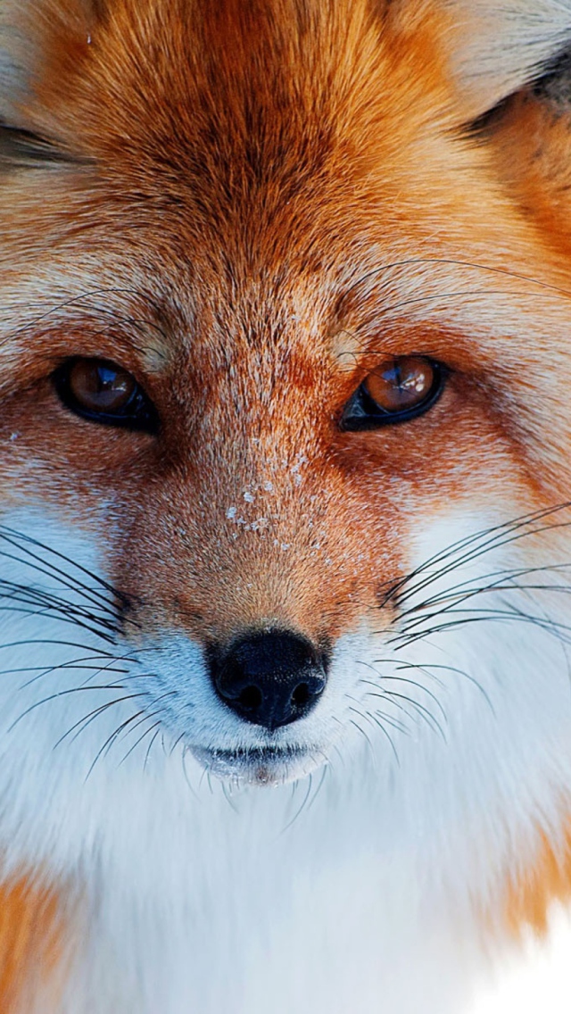 Fox Close Up wallpaper 640x1136