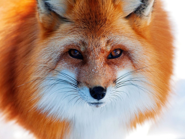 Fox Close Up wallpaper 640x480