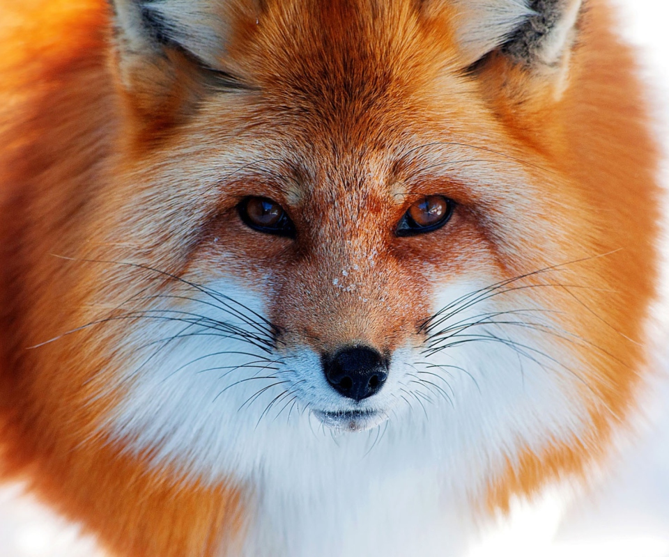 Fox Close Up wallpaper 960x800