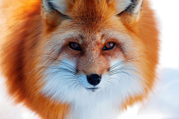 Fox Close Up wallpaper