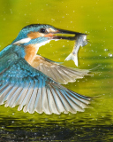 Bird And Fish screenshot #1 128x160