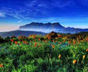 Spring has come to the mountains Thailand Chiang Dao wallpaper 176x144