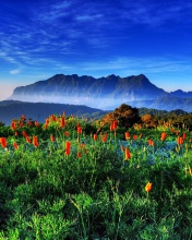 Spring has come to the mountains Thailand Chiang Dao screenshot #1 176x220