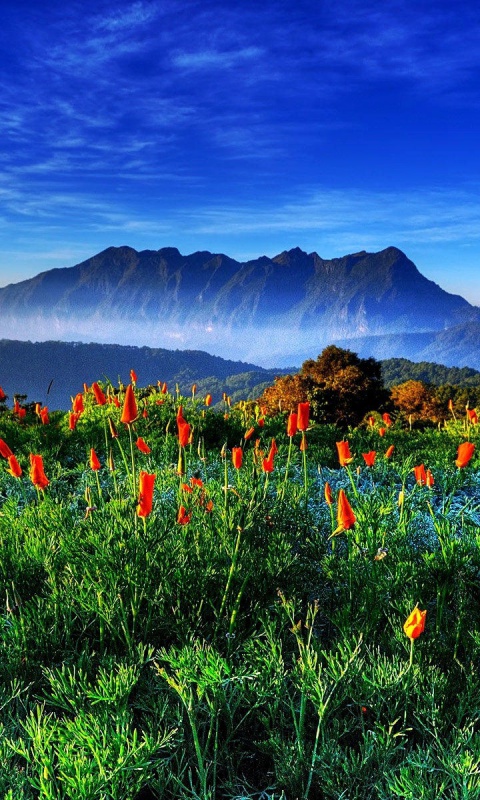 Обои Spring has come to the mountains Thailand Chiang Dao 480x800