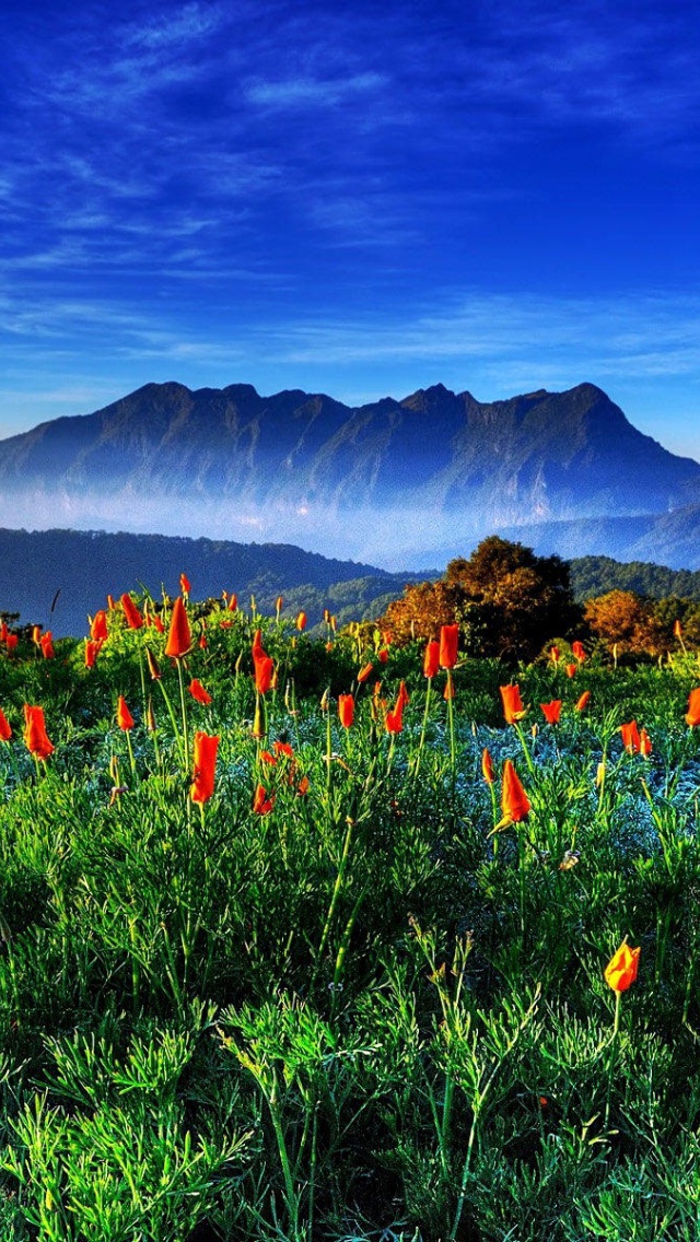 Das Spring has come to the mountains Thailand Chiang Dao Wallpaper 640x1136