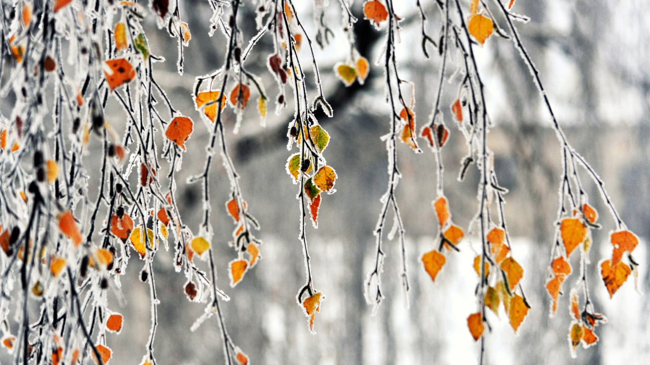 Обои Autumn leaves in frost 1280x720