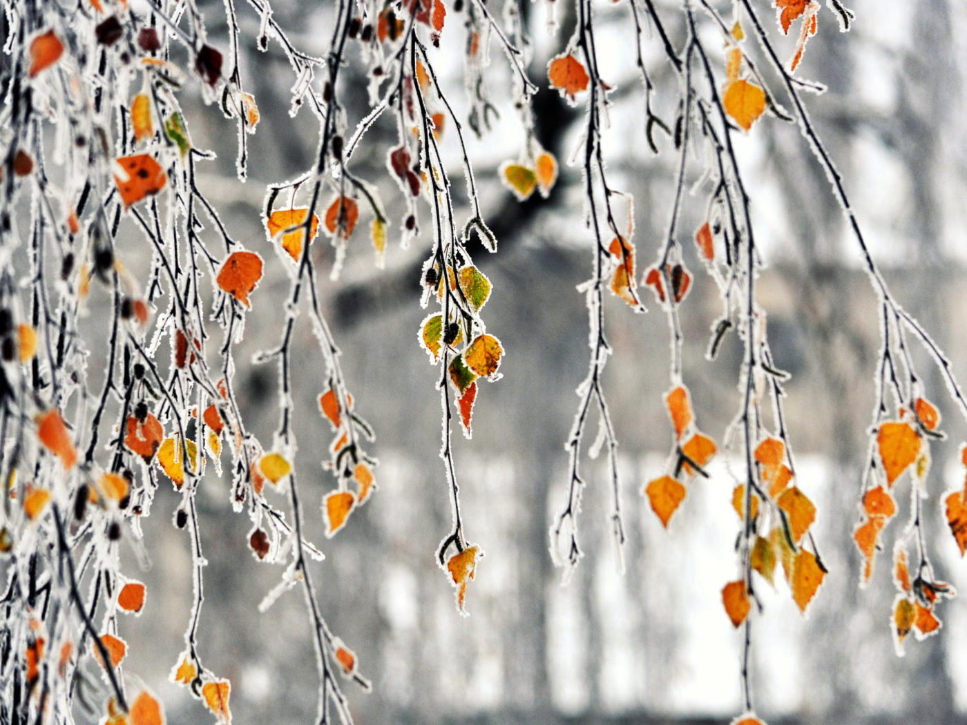 Fondo de pantalla Autumn leaves in frost 1400x1050