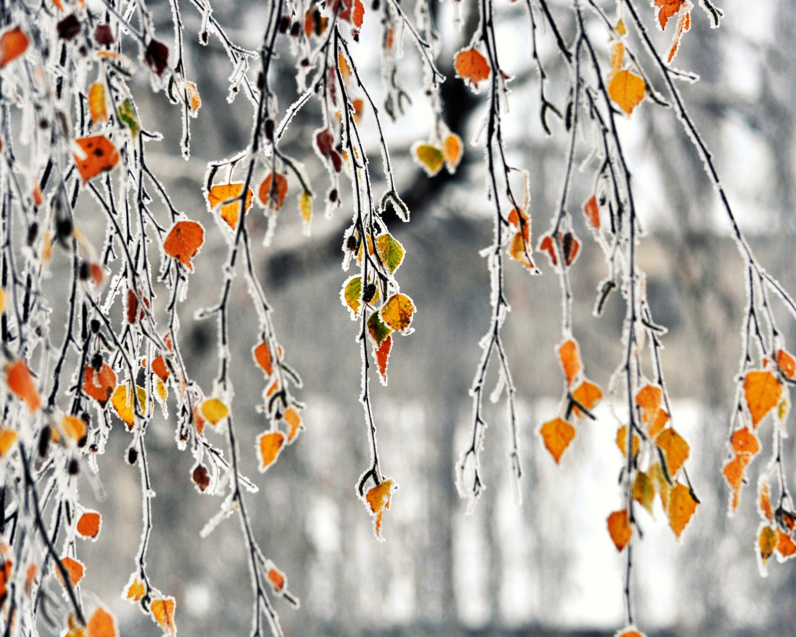 Fondo de pantalla Autumn leaves in frost 1600x1280