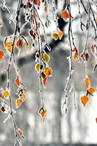 Fondo de pantalla Autumn leaves in frost 320x480