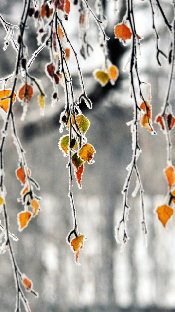 Fondo de pantalla Autumn leaves in frost 360x640