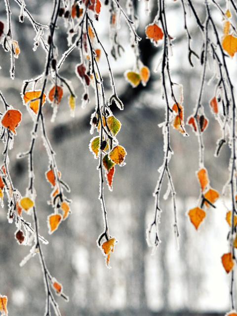 Обои Autumn leaves in frost 480x640