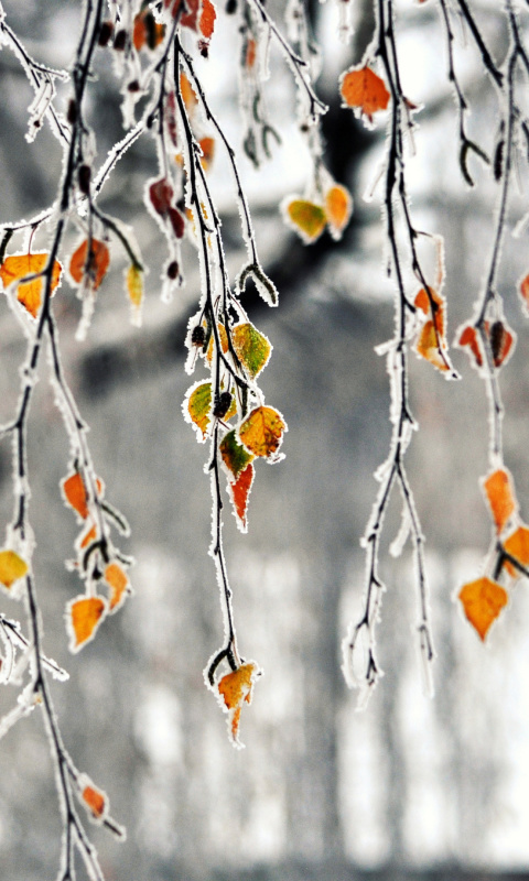 Das Autumn leaves in frost Wallpaper 480x800