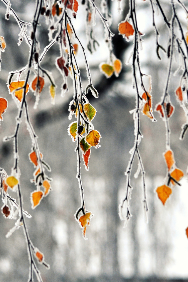 Autumn leaves in frost wallpaper 640x960