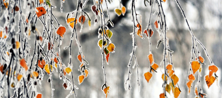 Fondo de pantalla Autumn leaves in frost 720x320