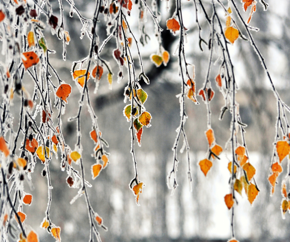 Autumn leaves in frost wallpaper 960x800