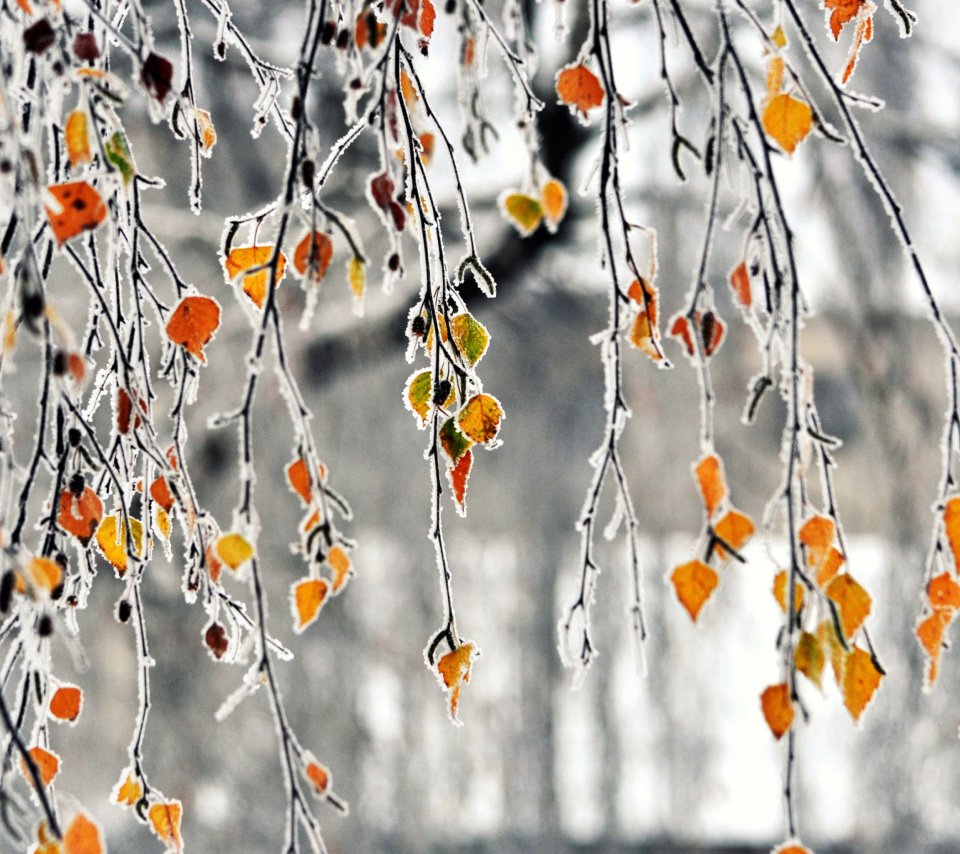 Autumn leaves in frost wallpaper 960x854