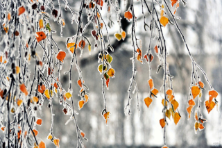 Autumn leaves in frost - Obrázkek zdarma 