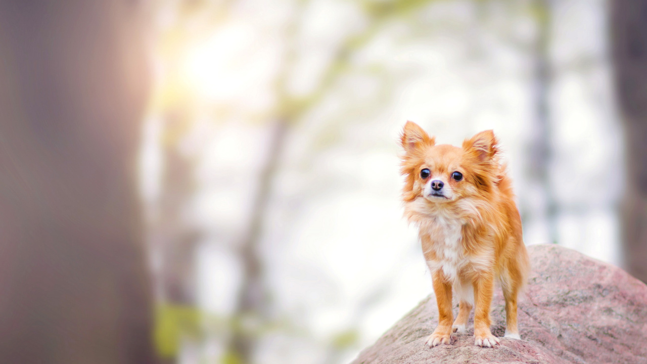 Fondo de pantalla Pomeranian Puppy Spitz Dog 1280x720