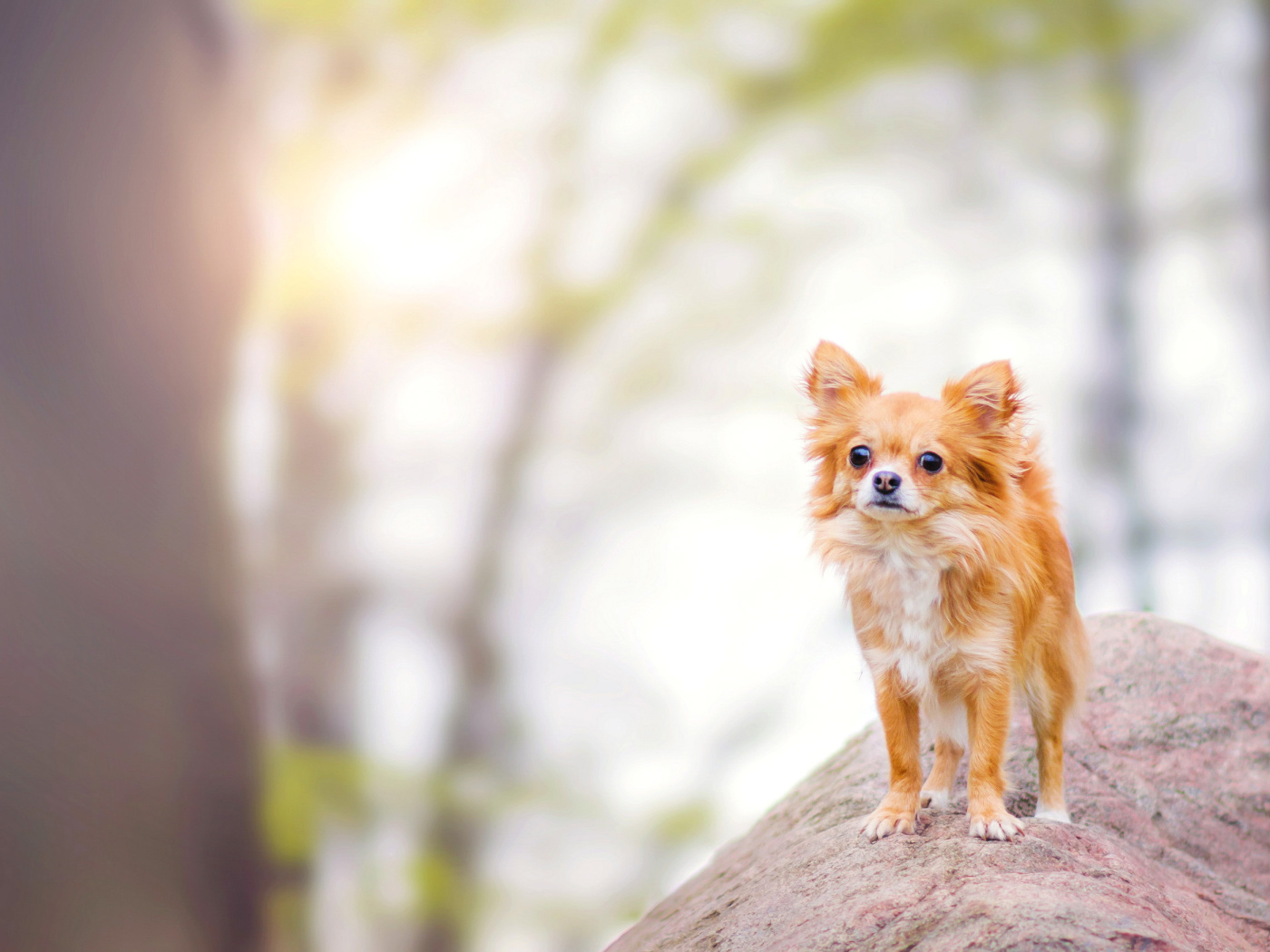 Pomeranian Puppy Spitz Dog screenshot #1 1400x1050