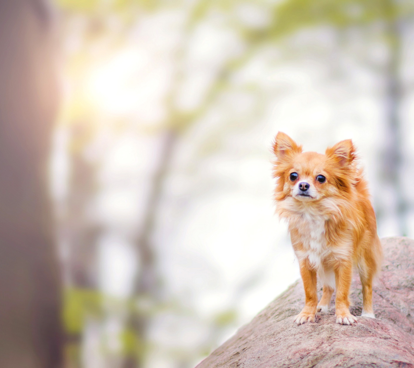 Pomeranian Puppy Spitz Dog screenshot #1 1440x1280