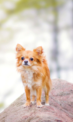 Pomeranian Puppy Spitz Dog screenshot #1 240x400