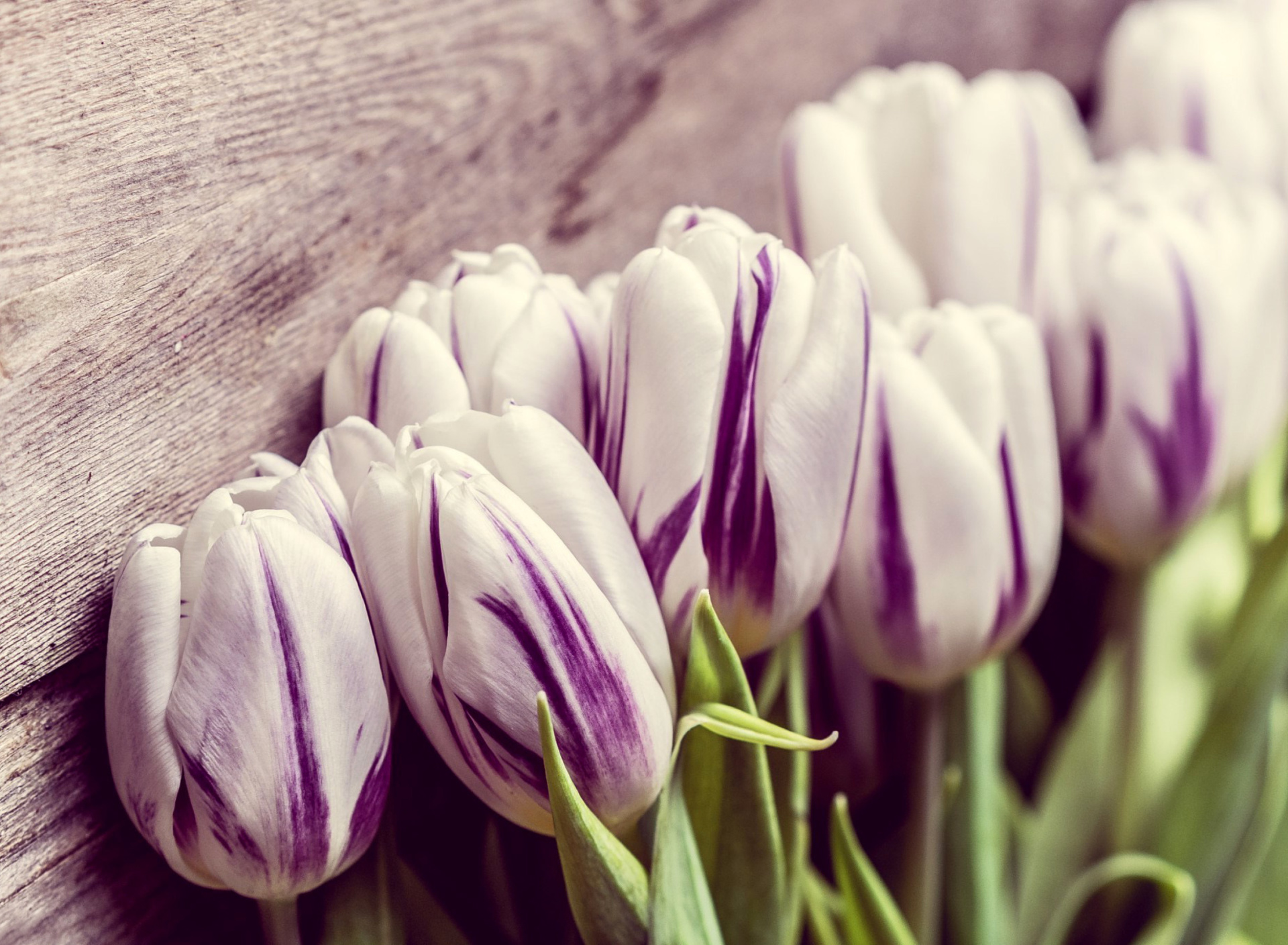 Fondo de pantalla Purple Tulips 1920x1408