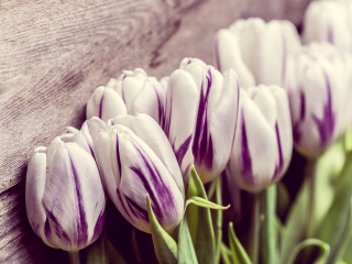 Purple Tulips wallpaper 320x240