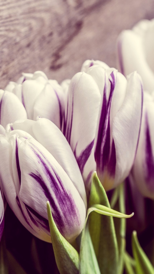 Purple Tulips wallpaper 640x1136