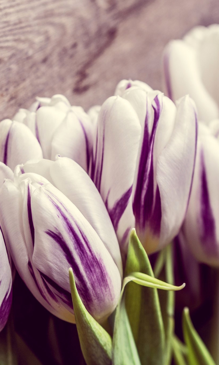 Fondo de pantalla Purple Tulips 768x1280