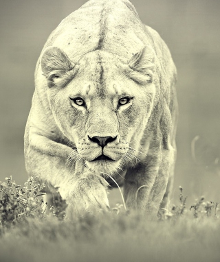 Lion Hunting - Obrázkek zdarma pro 640x960