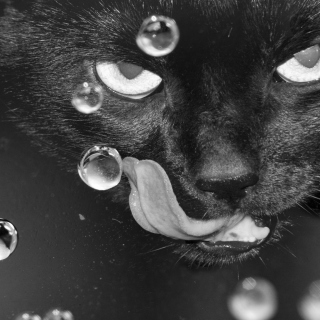 Cat's Tongue - Obrázkek zdarma pro 128x128