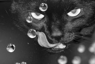 Cat's Tongue - Obrázkek zdarma pro Sony Xperia E1