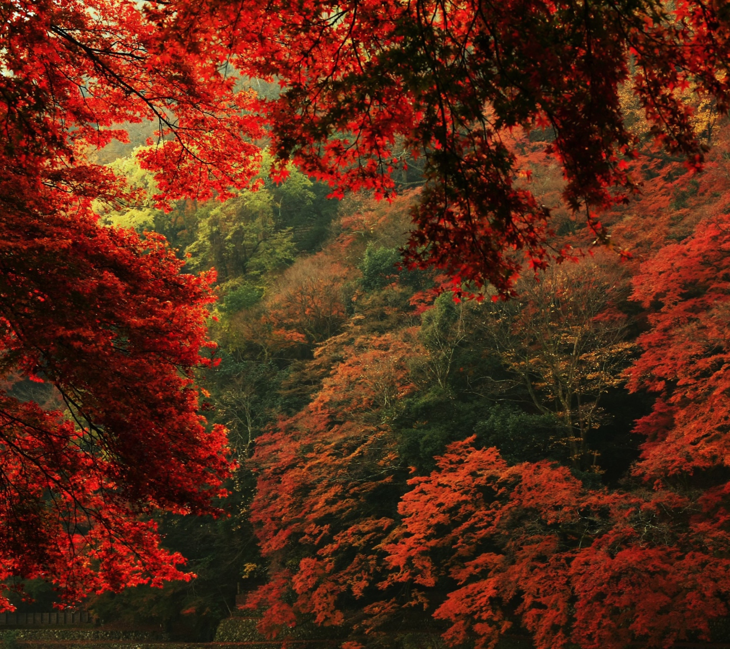 Screenshot №1 pro téma Autumn Forest 1440x1280