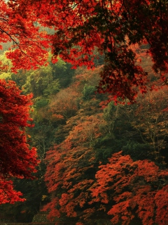 Screenshot №1 pro téma Autumn Forest 240x320