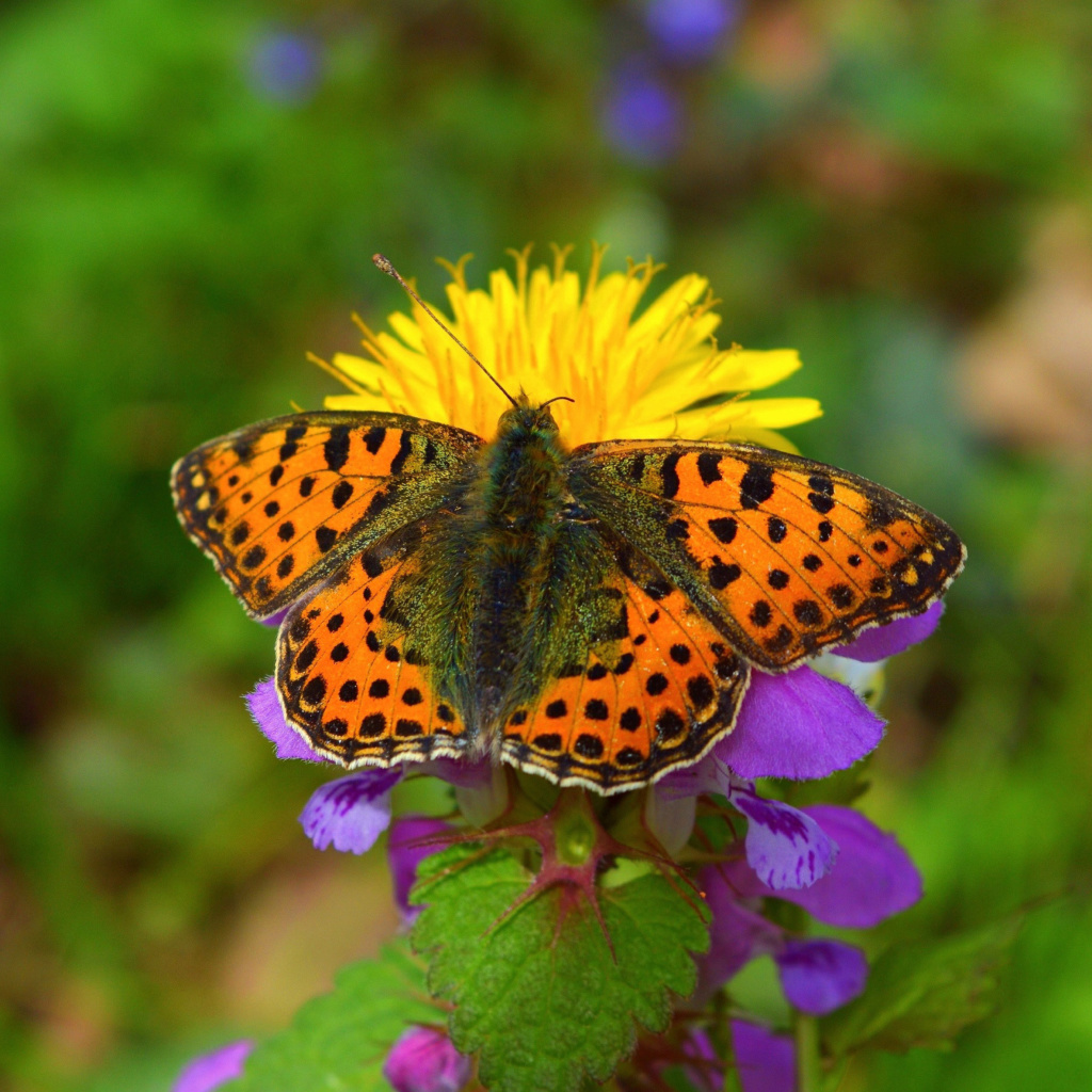 Das Spring Butterfly Macro Wallpaper 1024x1024