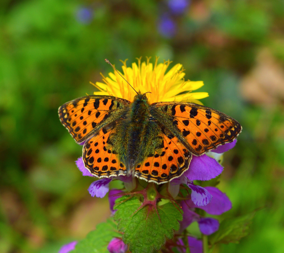 Обои Spring Butterfly Macro 1080x960
