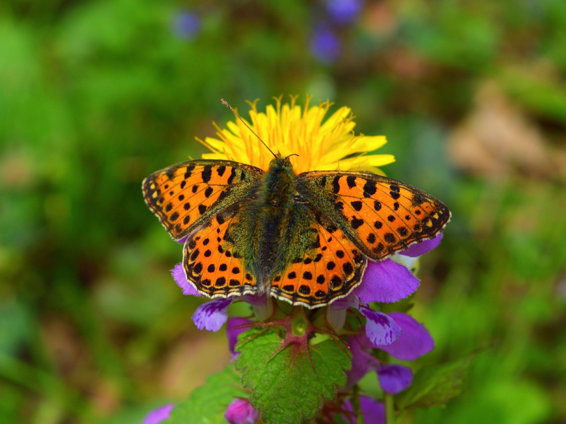 Fondo de pantalla Spring Butterfly Macro 1152x864