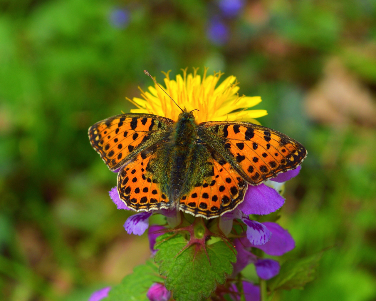 Sfondi Spring Butterfly Macro 1280x1024