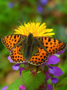 Обои Spring Butterfly Macro 132x176