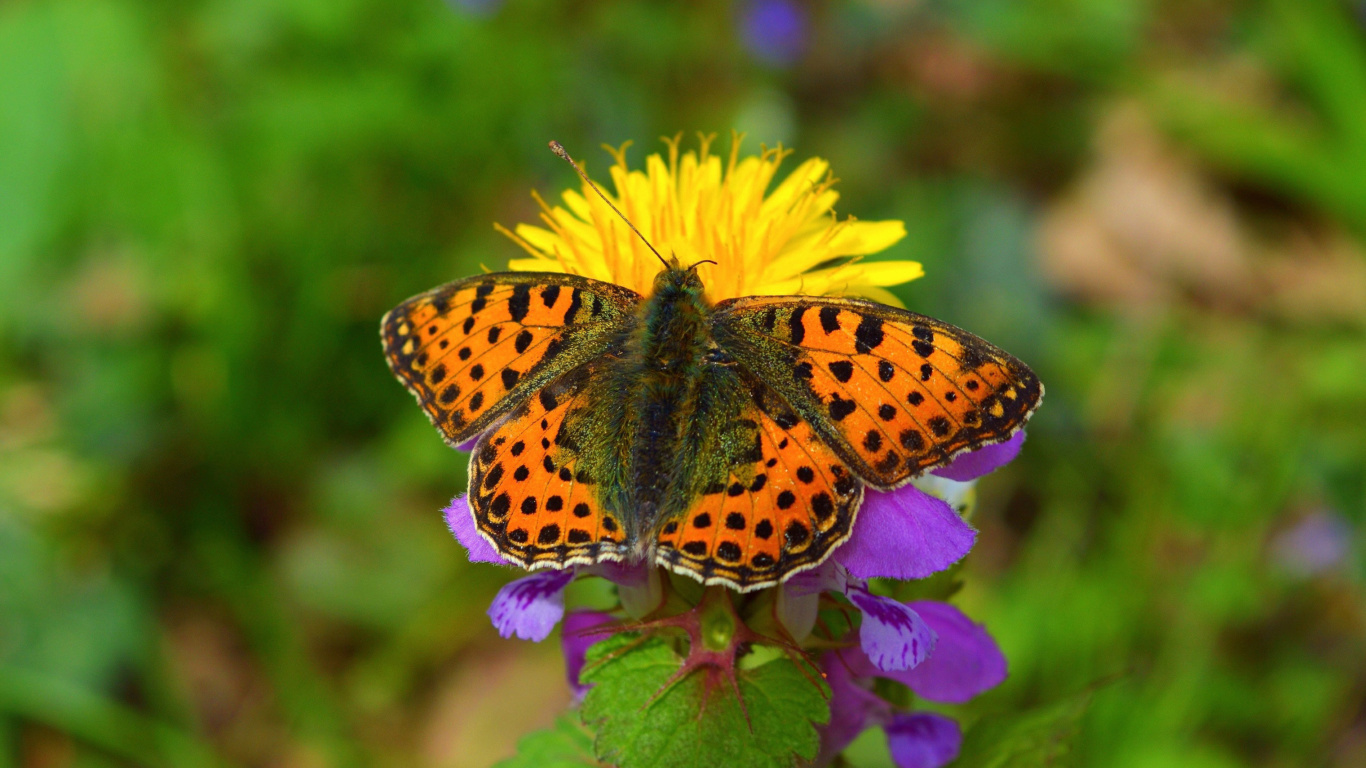 Обои Spring Butterfly Macro 1366x768