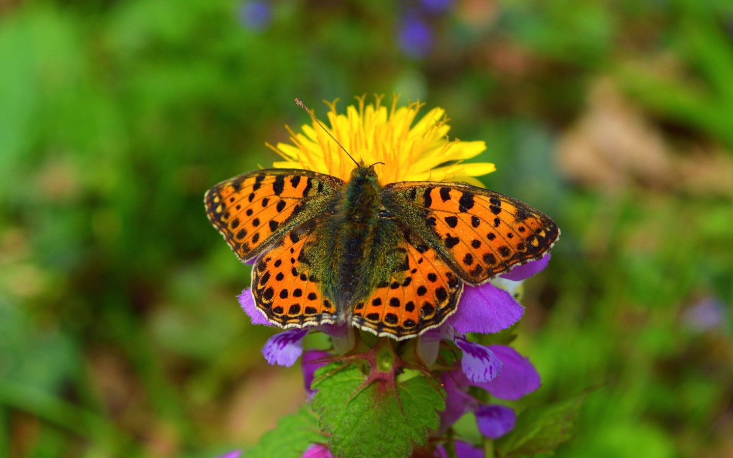 Обои Spring Butterfly Macro 1440x900