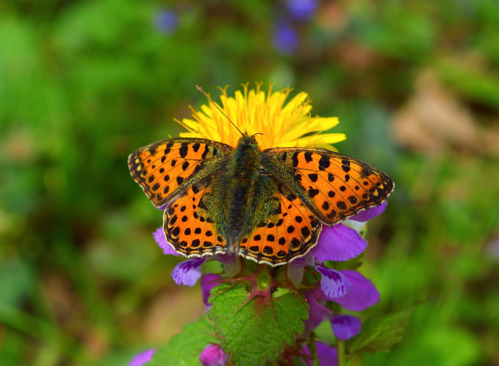 Обои Spring Butterfly Macro 1920x1408