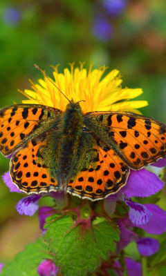 Spring Butterfly Macro screenshot #1 240x400
