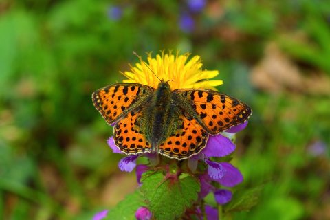 Sfondi Spring Butterfly Macro 480x320