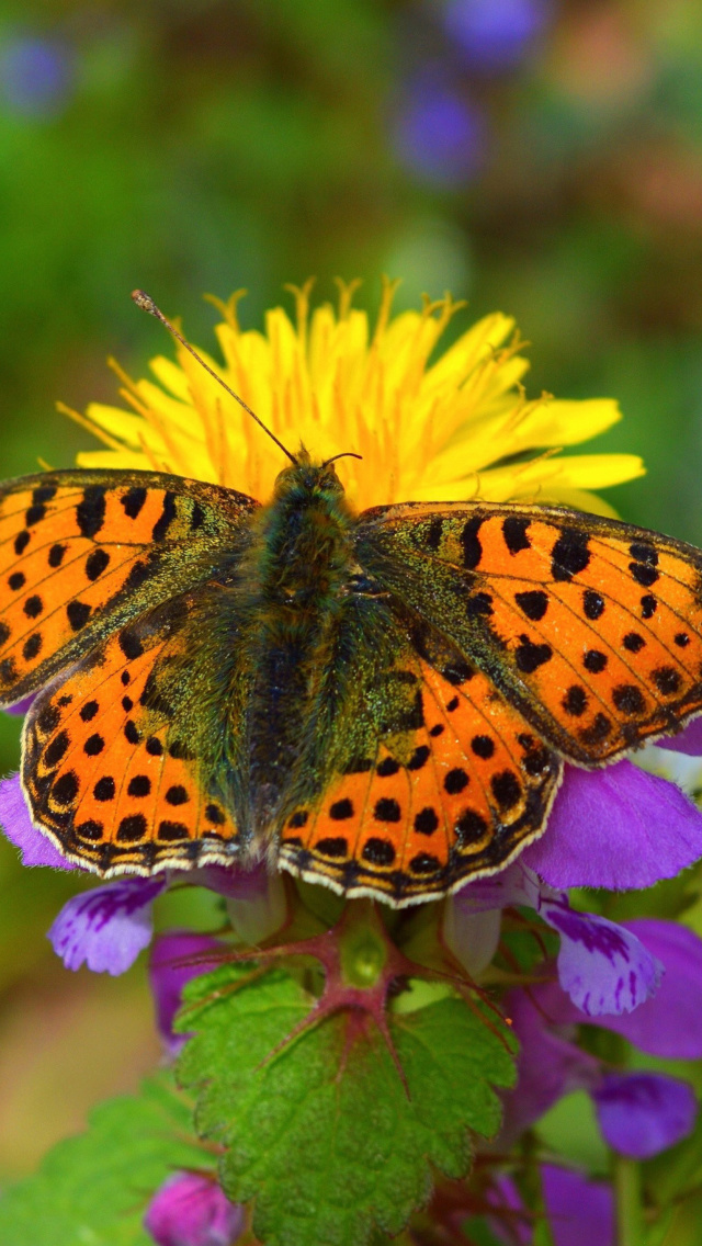 Fondo de pantalla Spring Butterfly Macro 640x1136