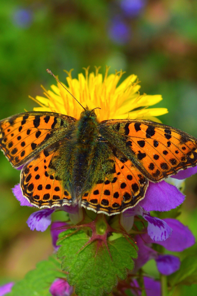 Screenshot №1 pro téma Spring Butterfly Macro 640x960